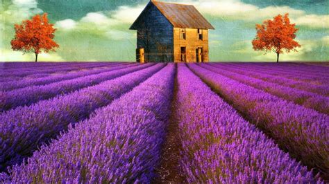 Lavender Flowers Desktop Wallpaper - Wallpaper, High Definition, High Quality, Widescreen