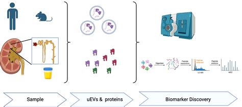 Frontiers | Editorial: Novel biomarkers and extracellular vesicles in ...