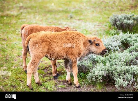 American Bison Baby Calf Stock Photo - Alamy