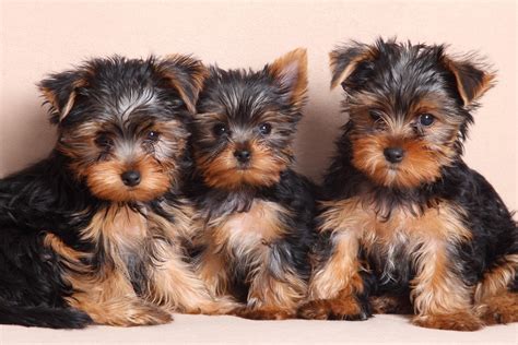 Yorkshire Terrier Puppies For Sale | Phoenix, AZ #210269