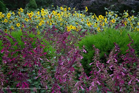 Sage Advice: Plant salvia for a deer-resistant garden