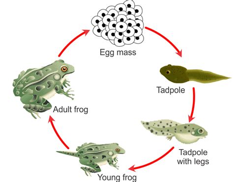 Draw a labeled diagram of the various stages in the lifecycle of a frog. - 6ibhwmss