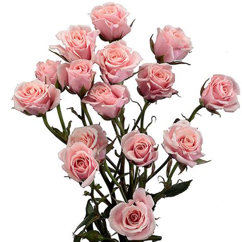 Light Pink Spray Roses, Spray Roses in Bulk | Wholesaleflowers.net