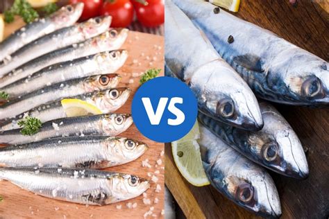 Mackerel vs Sardines - We Compare them