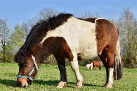 10 Smallest Horse & Pony Breeds: History, Pictures, & Info | Pet Keen