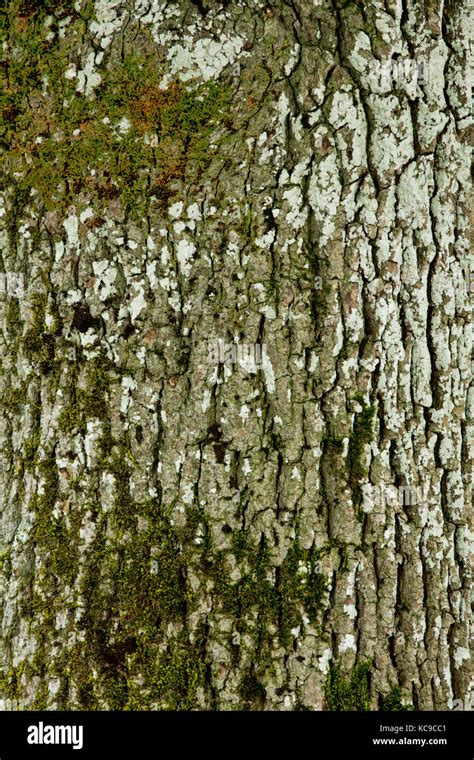 Bark of Ash Tree Stock Photo - Alamy