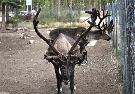 Reindeer at Santa Claus House, North Pole, Alaska | Jennifer Huber | Flickr