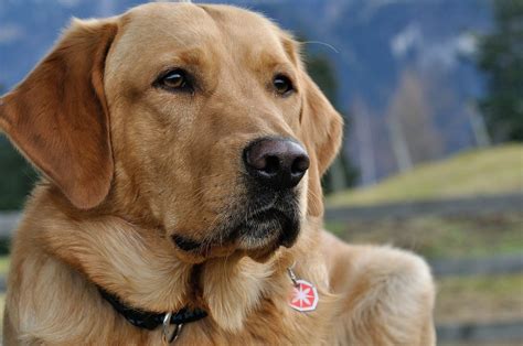 Are Labradors Hypoallergenic? A Clear Guide to Hypoallergenic Dog ...