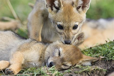 Black-backed Jackal Pups Playing Photograph by Suzi Eszterhas | Fine ...