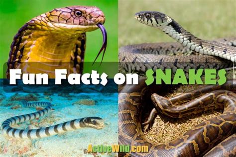 Fun Facts On Snakes: Discover Interesting Facts About Snakes