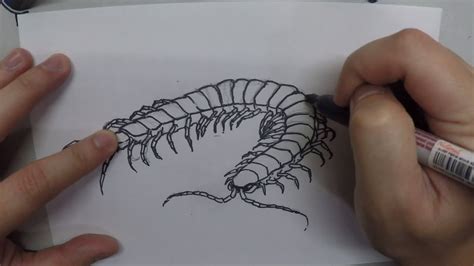 How to draw a centipede - Easy Drawing Tutorial - YouTube