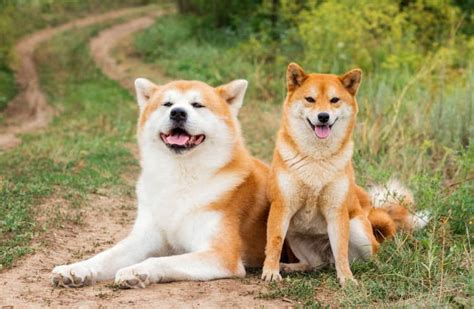 Shiba Akita Mix: Incredible Energy, Unmatched Loyalty