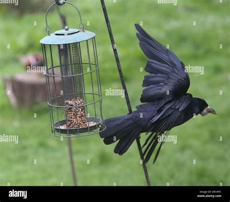 Rook Corvus frugilegus attempting to feed on bird seed in a bird feeder ...