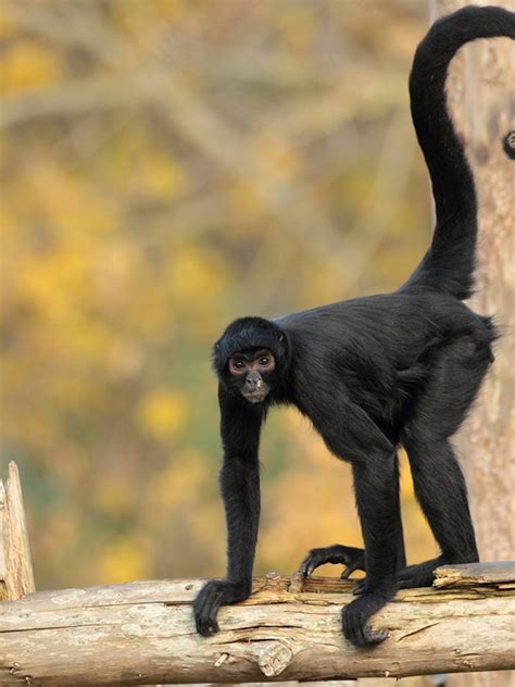 Spider Monkey Facts | Description, Habitat, and More | Cool Kid Facts