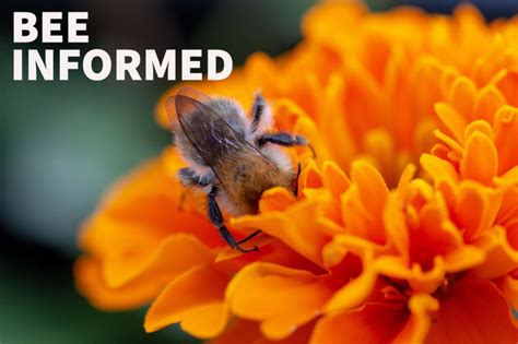 Bee Informed: Attract Pollinators, Bee-Friendly Farming, and Murder Ho