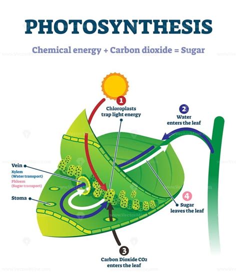 Photosynthesis leaf vector illustration - VectorMine