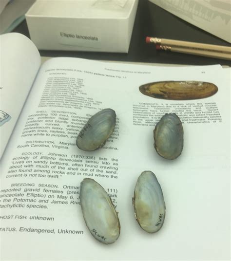 Restoring and Revitalizing Freshwater Mussels - PRINCETON HYDRO