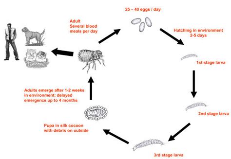 Schematic Life cycle of Ctenocephalides felis. | Download Scientific ...