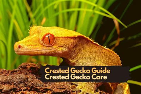 Crested Gecko Care Guide | Taking Care of a Crested Gecko