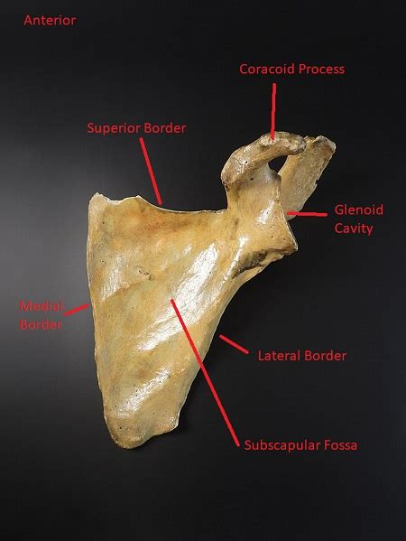 Scapula Location, Anatomy & Features | Study.com