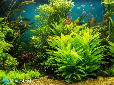 41 Peaceful Community Fish For Your Aquarium (With Photos)