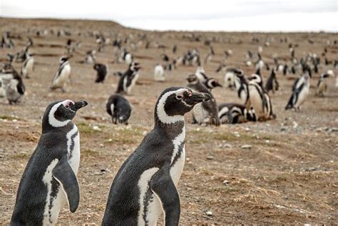 Penguin Colony on Isla Magdalena Island, Chile Stock Photo - Image of nature, wildlife: 238143616