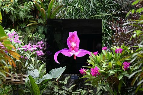 The Orchid Show 2022: Capturing the Perfect Shot - Marie Selby ...