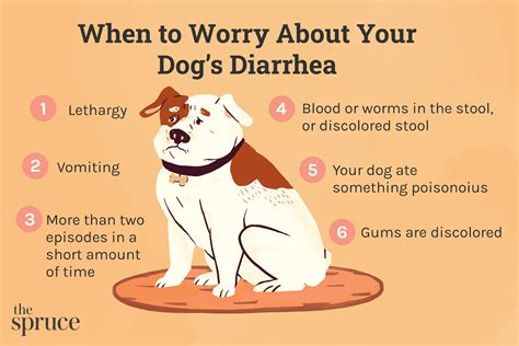 How To Get Rid Of Dogs Diarrhea - Goalrevolution0