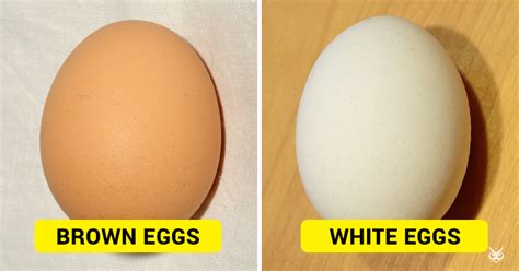 This Is The Difference Between 'Brown Eggs' And 'White Eggs' - I'm A Useless Info Junkie