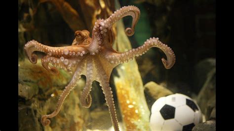 Inky the octopus escapes New Zealand aquarium, makes it to ocean | 11alive.com