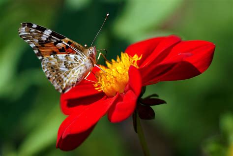 dahlia, butterfly, flower Wallpaper, HD Macro 4K Wallpapers, Images ...