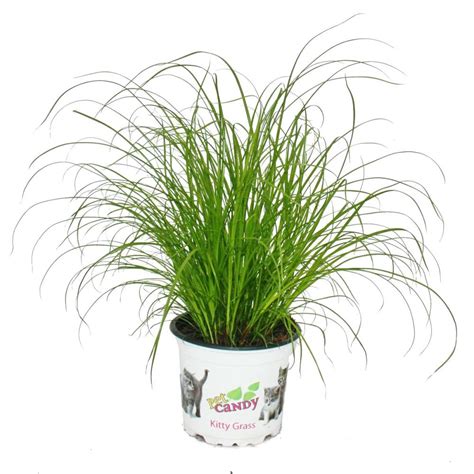 Cat Grass - Cyperus Alternifolius - 3 Plants - to support the digesti