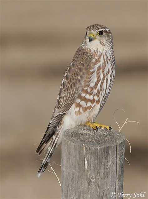 Merlin Falcon In Flight