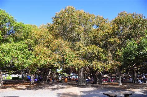 Banyan Tree, Lahaina, Maui stock photo. Image of covering - 25758190