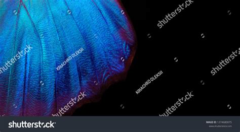 Detail Morpho Butterfly Wing Wings Butterfly Stock Photo 1274680075 ...