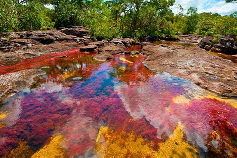 Rainbow River in Colombia might be your ideal holiday destination for 2018! | Times of India Travel