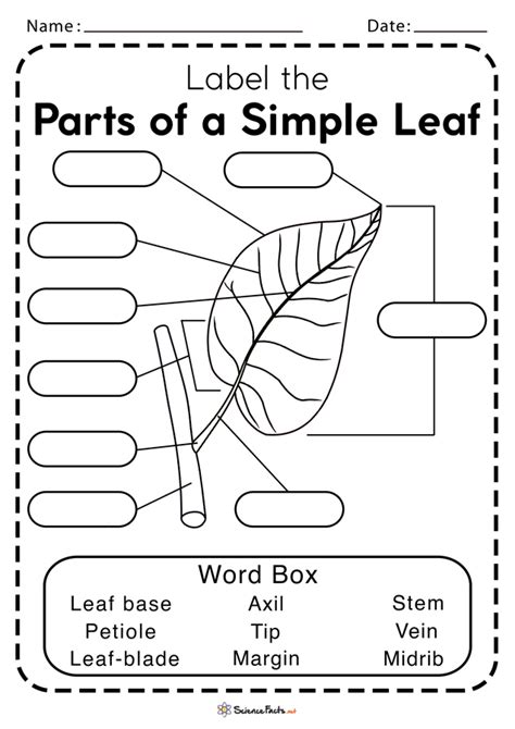 Parts of a Leaf Worksheets - Free Printable