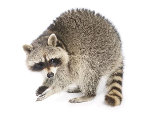 Raccoon Facts (Procyon lotor)