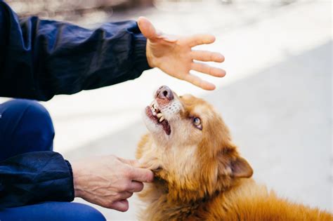Reasons Why Dogs Bite and How to Stop It