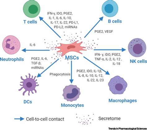 Mesenchymal Stem Cell Immunomodulation: Mechanisms and Therapeutic ...