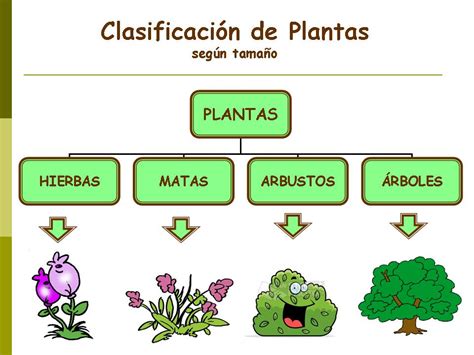 CLASIFICACIÓN DE LAS PLANTAS