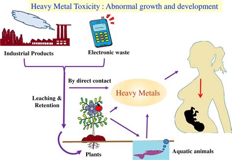 Schematic diagram of heavy metal toxic exposure to human system and... | Download Scientific Diagram