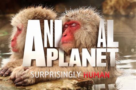 Discovery launches new Animal Planet look | Campaign US