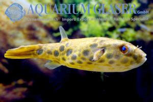 Tetraodon schoutedeni - Aquarium Glaser GmbH