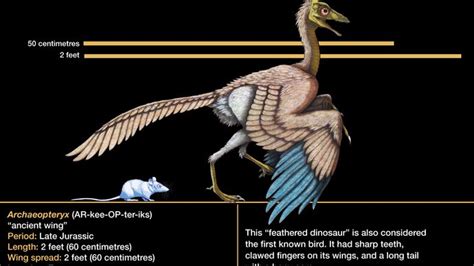 Bird - The origin of feathers | Britannica