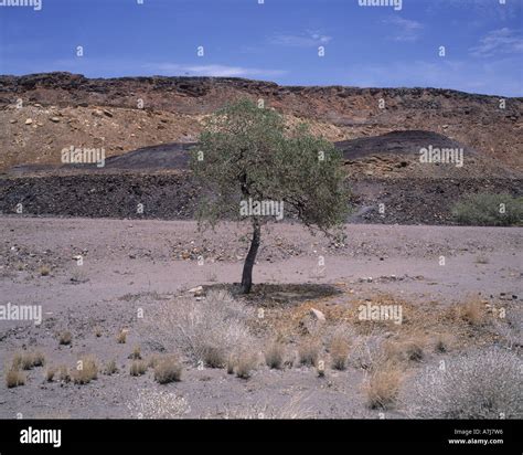 Single Akazia tree in dry river bed in Namib desert Namibia Africa Stock Photo - Alamy