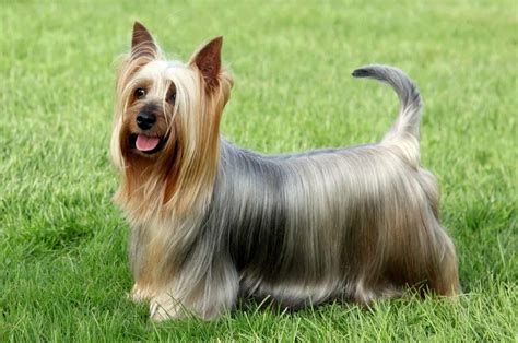 These 5 Silky Terrier Breeders Will Make You Want To Have One