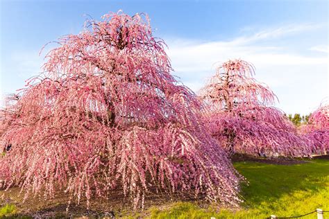 Suzuka Forest Garden Plum Blossom Festival 2024 - Japan Web Magazine