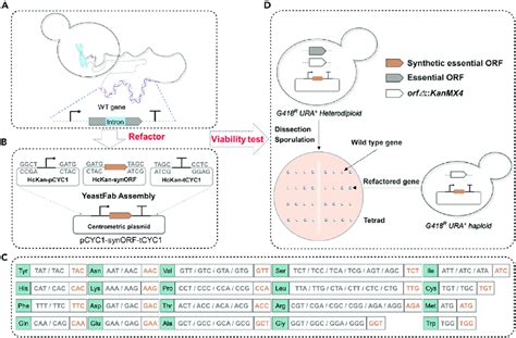 Strategies to refactor the yeast essential genes (A) Gene is the basic... | Download Scientific ...