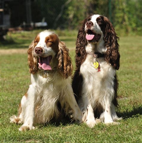 Springer Spaniel Training | Springer Haven